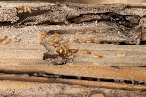 Best Flea Control Services  in Monmouth, IL